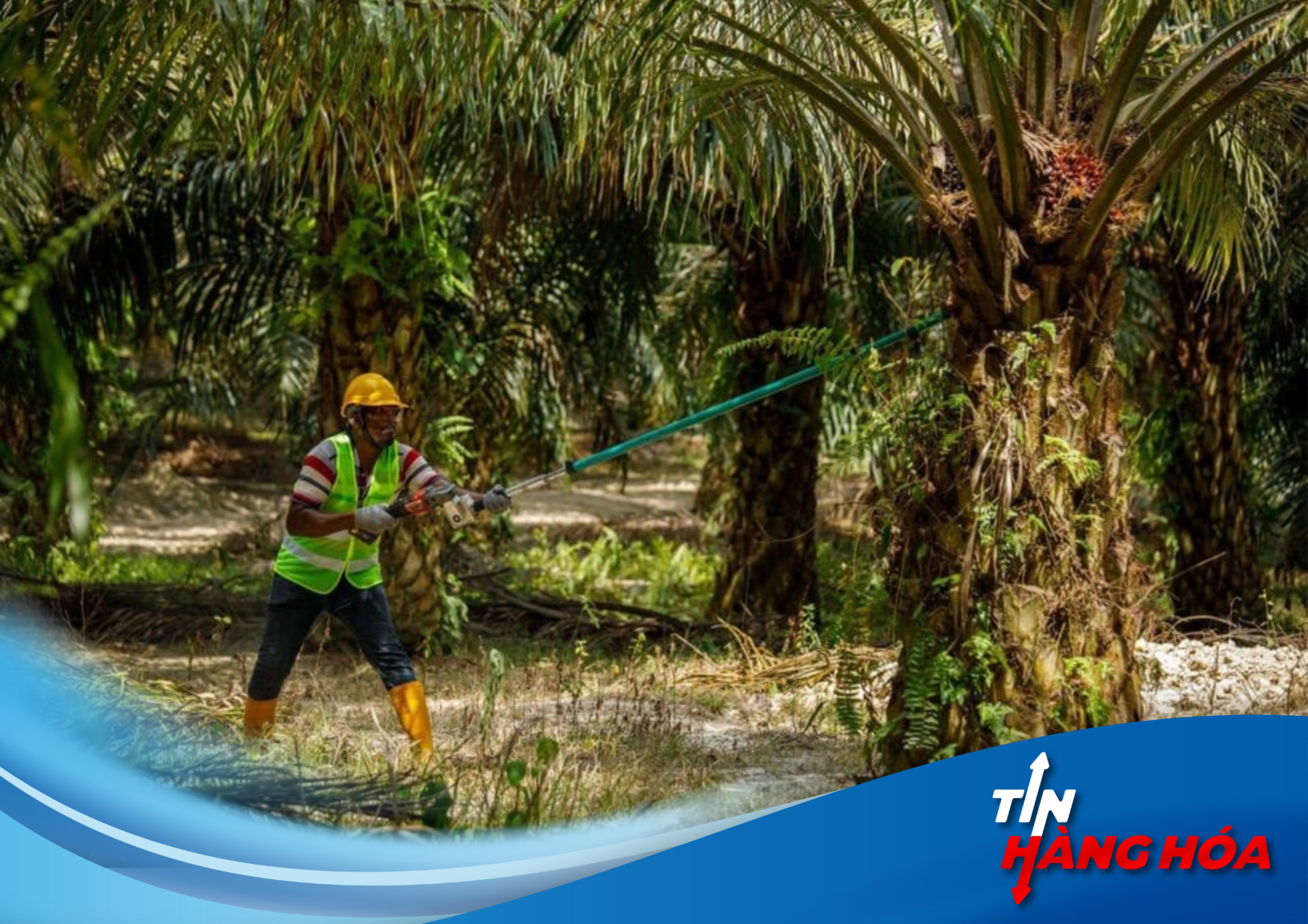 "Dầu cọ Malaysia: Chật vật vượt 'cơn b&atilde;o' thuế v&agrave; gi&aacute;!"